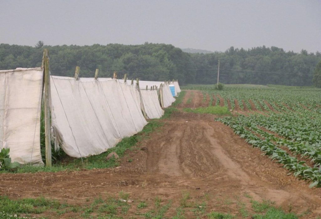 Поле растений табака Connecticut Shade